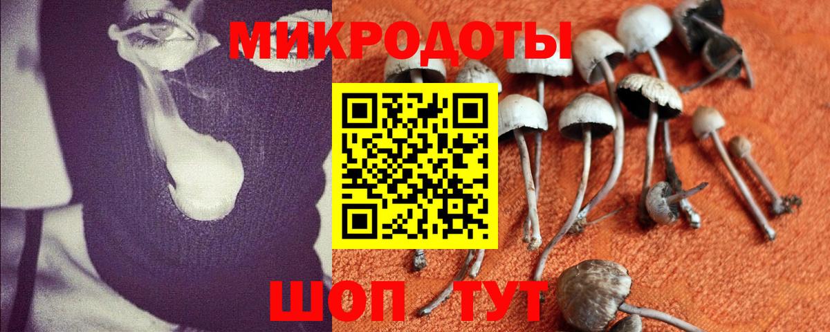 Галлюциногенные грибы Psilocybe  где продают наркотики  Галлюциногенные грибы прущие грибы  Костомукша  Вход с VPN 
