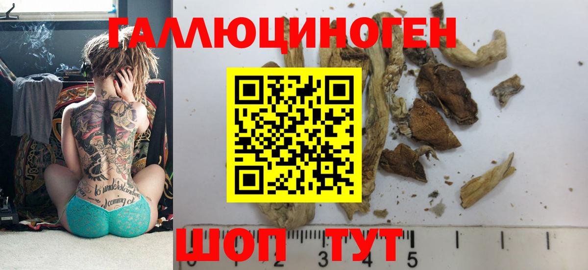 Галлюциногенные грибы Psilocybe Костомукша